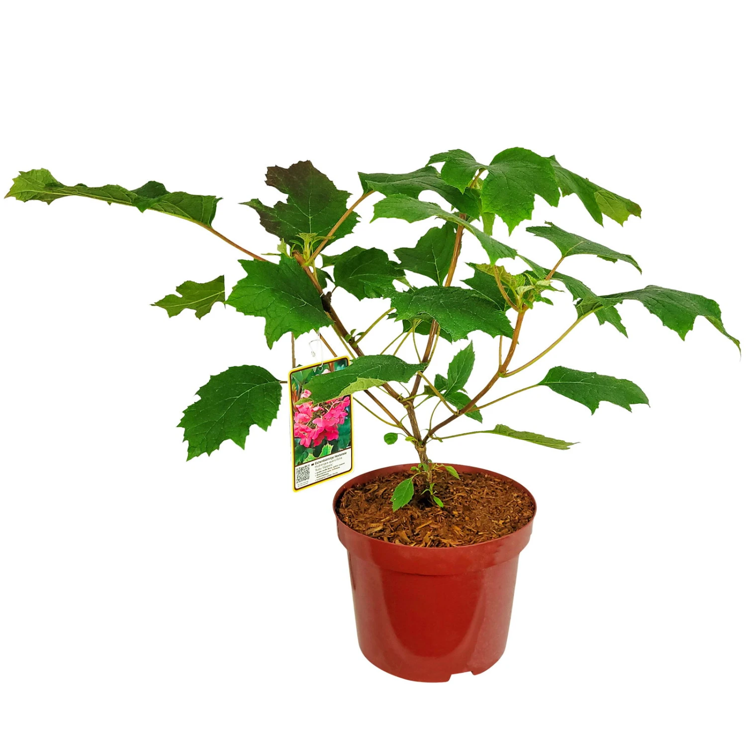 Eichblatt-Hortensie 'Ruby Slippers'®, Weiß, 3er-Set, Höhe 40-60 Cm, Topf 5 Liter – Bild 2