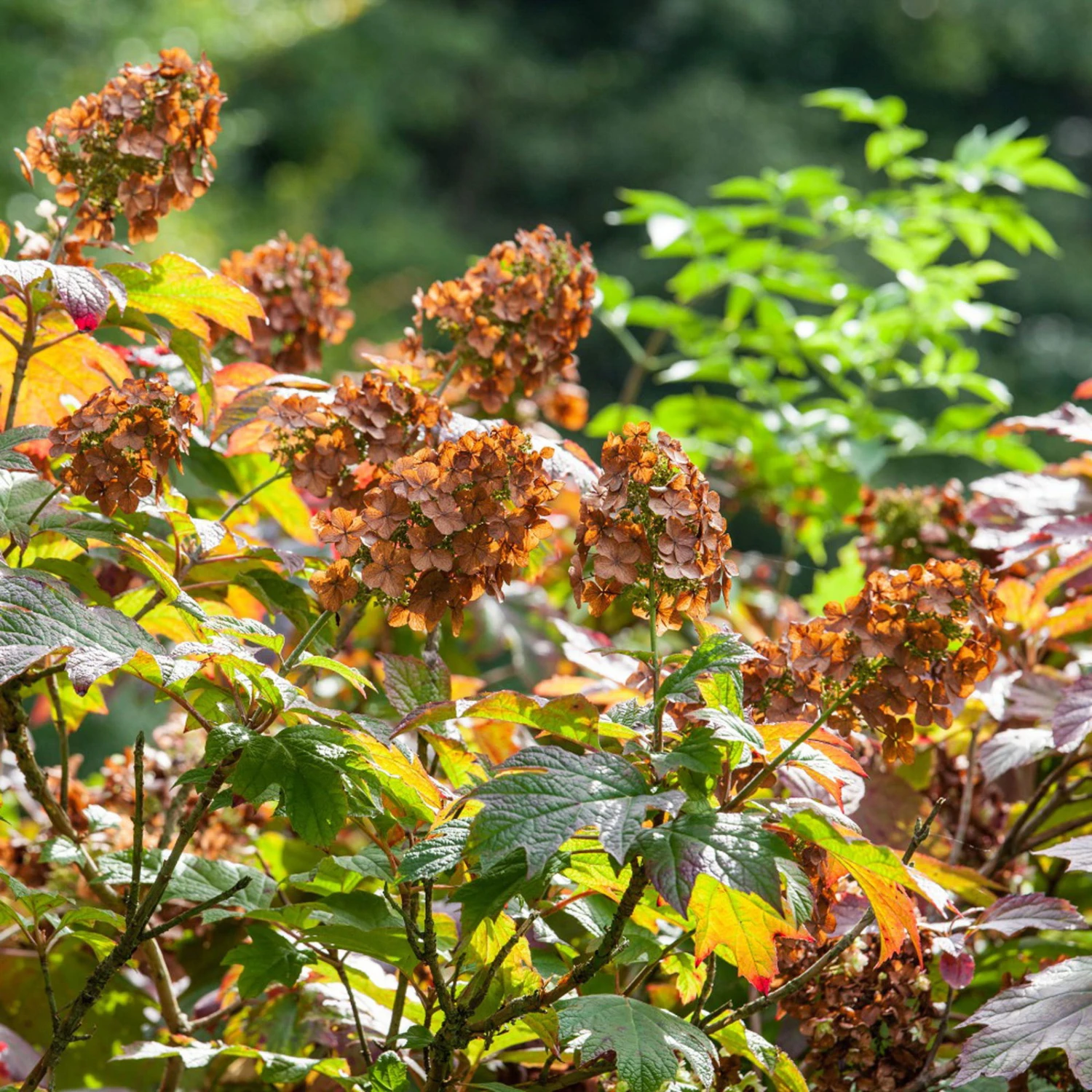 Eichblatt-Hortensie 'Ruby Slippers'®, Weiß, 3er-Set, Höhe 40-60 Cm, Topf 5 Liter