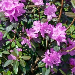 Frühlingsalpenrose 'P. J. Mezitt', 3er-Set, Höhe 30-40 Cm, Topf 4 Liter