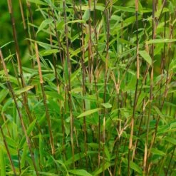 Bambus-Hecken-Set Fargesia 'Volcano', 25er-Set, Höhe 80-100 Cm, Topf 10 Liter