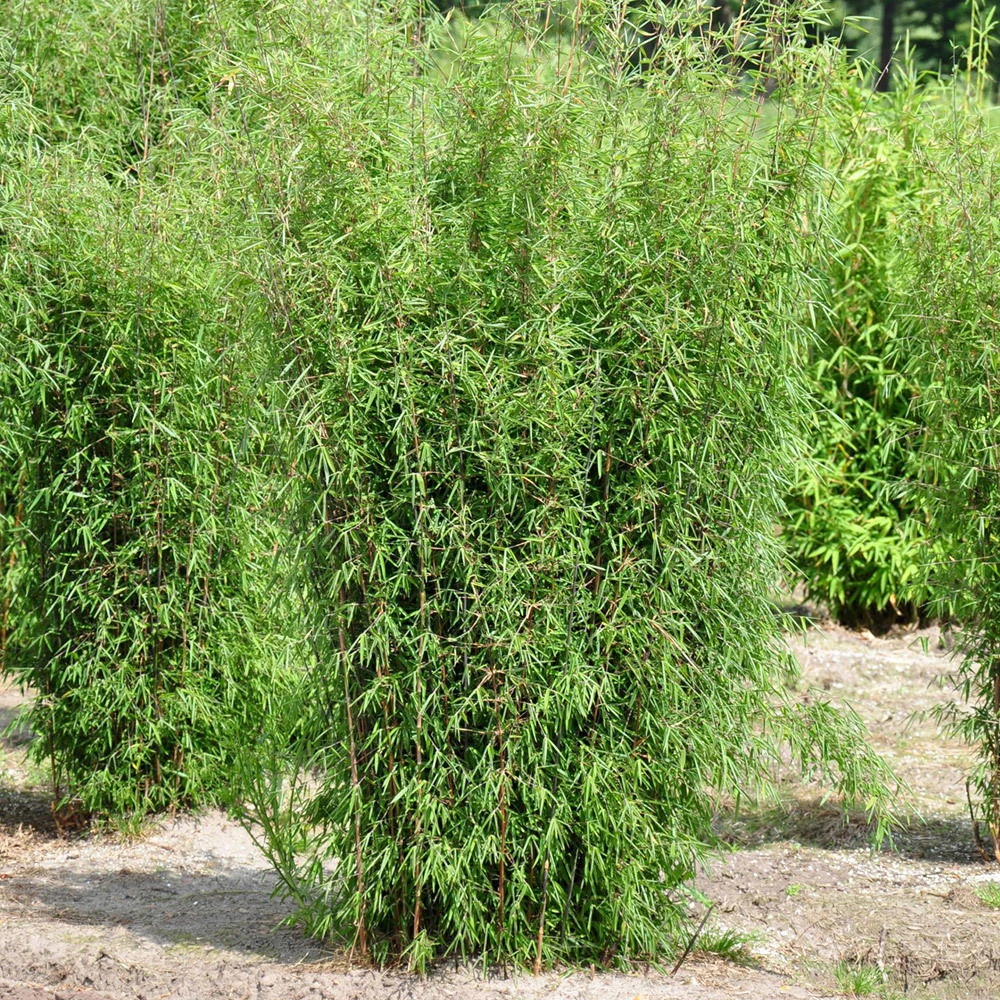 10er-Set Bambus-Hecken-Set Fargesia 'Jiuzhaigou 1', Höhe 80-100 Cm, Im 7,5 Liter Topf – Bild 2