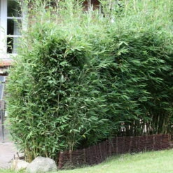 2er-Set Fargesia Spathacea "Blue Lizard"®, Höhe 80-100 Cm, Im 10 Liter Topf