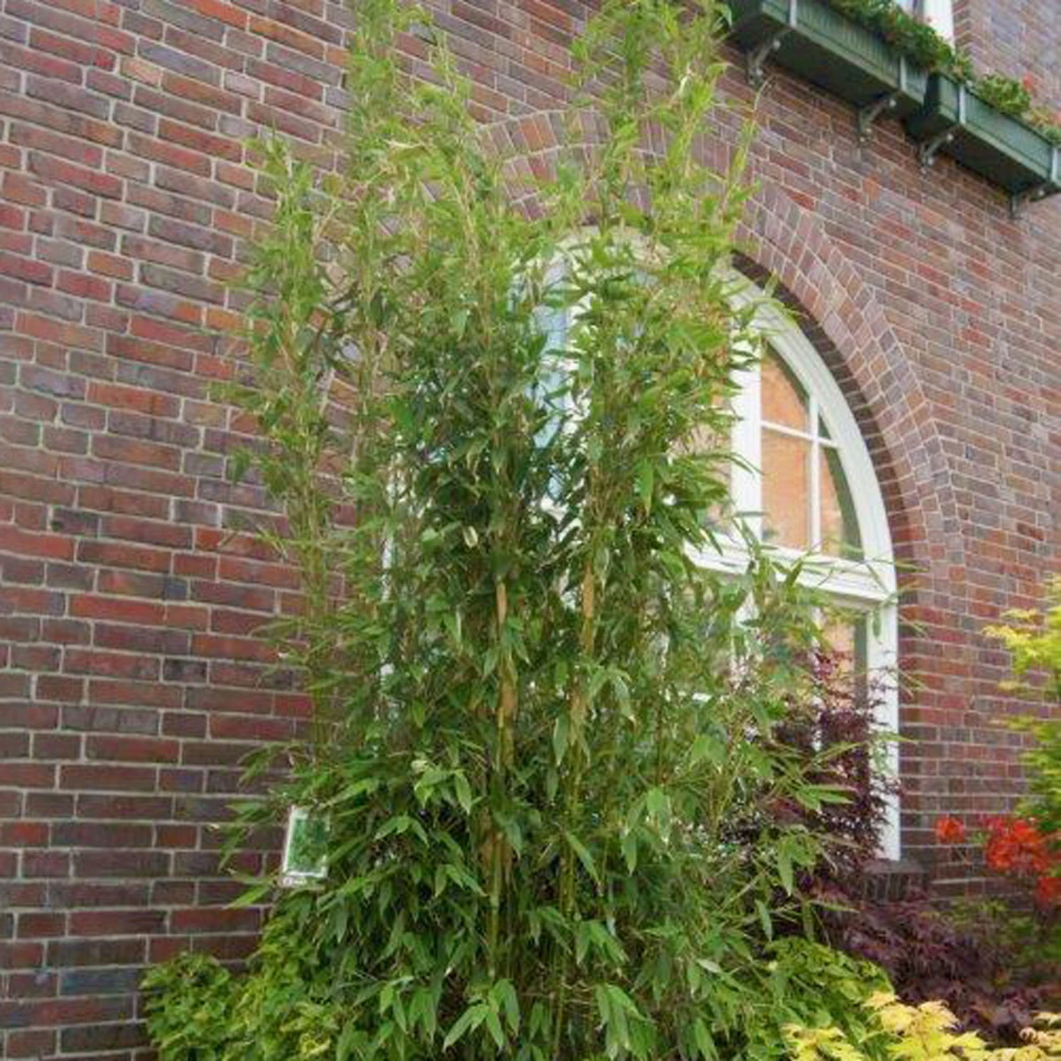 Säulenbambus 'Maasai'EUⓈ, 25er-Set, Höhe Ca. 80-100 Cm, Topf 10 Liter