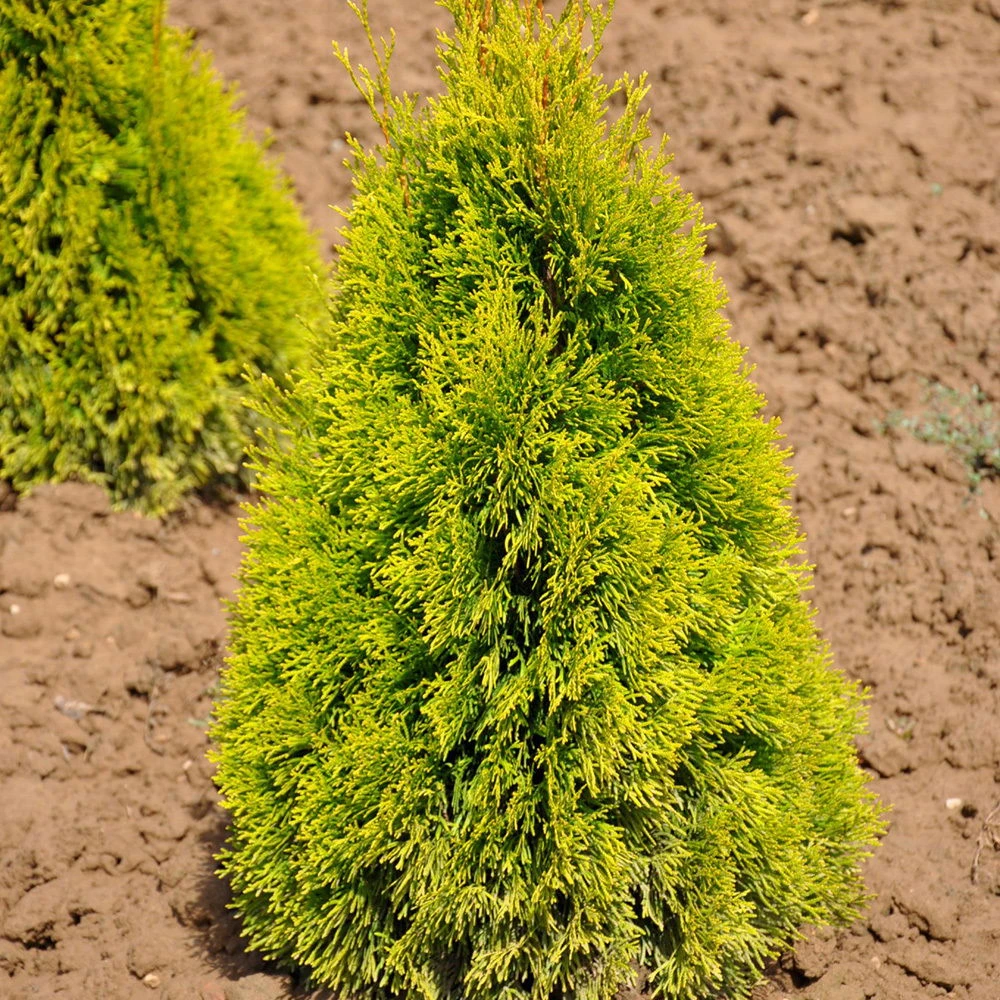 Thuja Occ. 'Golden Smaragd'®, Höhe 080/100, Im 15 Lt. Topf