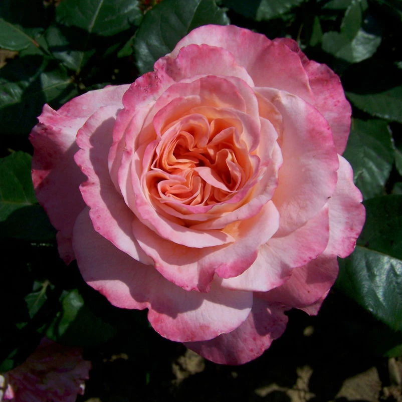 Duftende Edelrose 'Augusta Luise®', Rose-aprikot, Doppelbogen, Topf 7,5 Liter – Bild 3