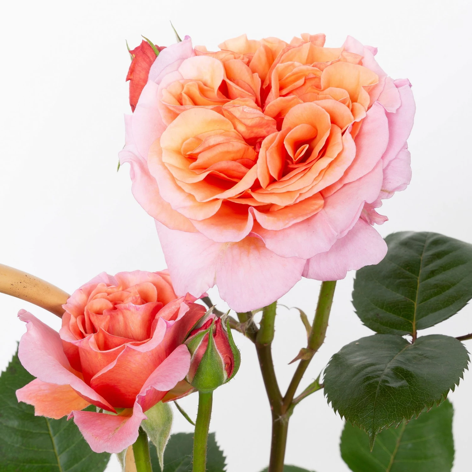 Duftende Edelrose "Käthchen Von Heilbronn"®, Doppelbogen, Topf 7,5 Liter – Bild 2