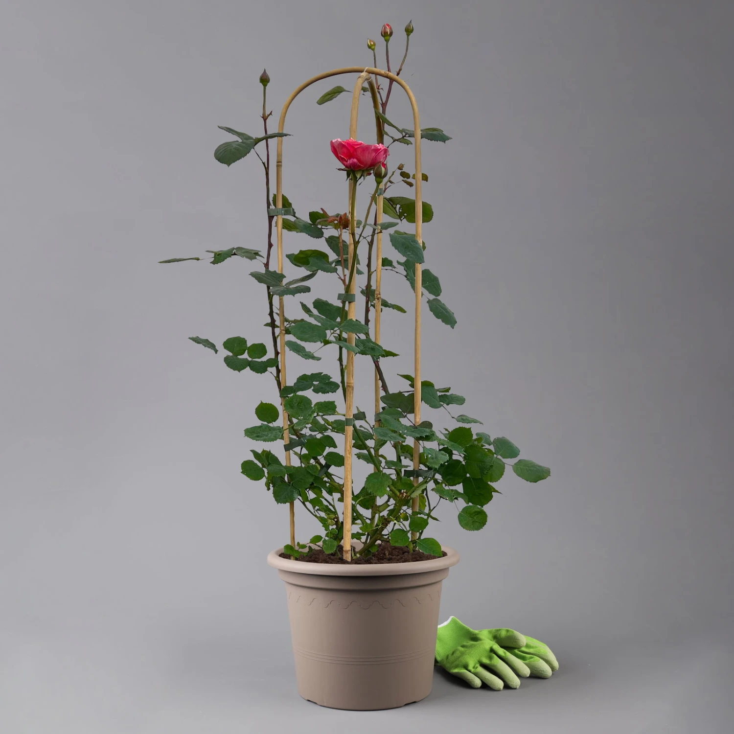 Duftende Edelrose "Käthchen Von Heilbronn"®, Doppelbogen, Topf 7,5 Liter – Bild 4