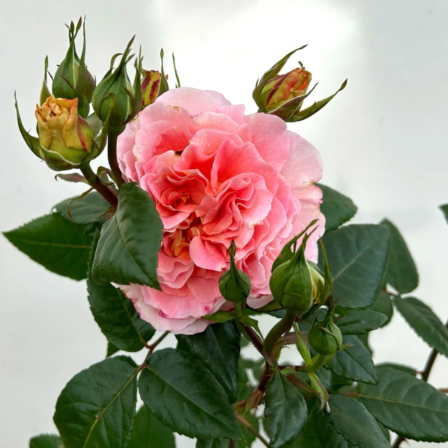 Duftende Edelrose 'Augusta Luise®', Rose-aprikot, Doppelbogen, Topf 7,5 Liter – Bild 8