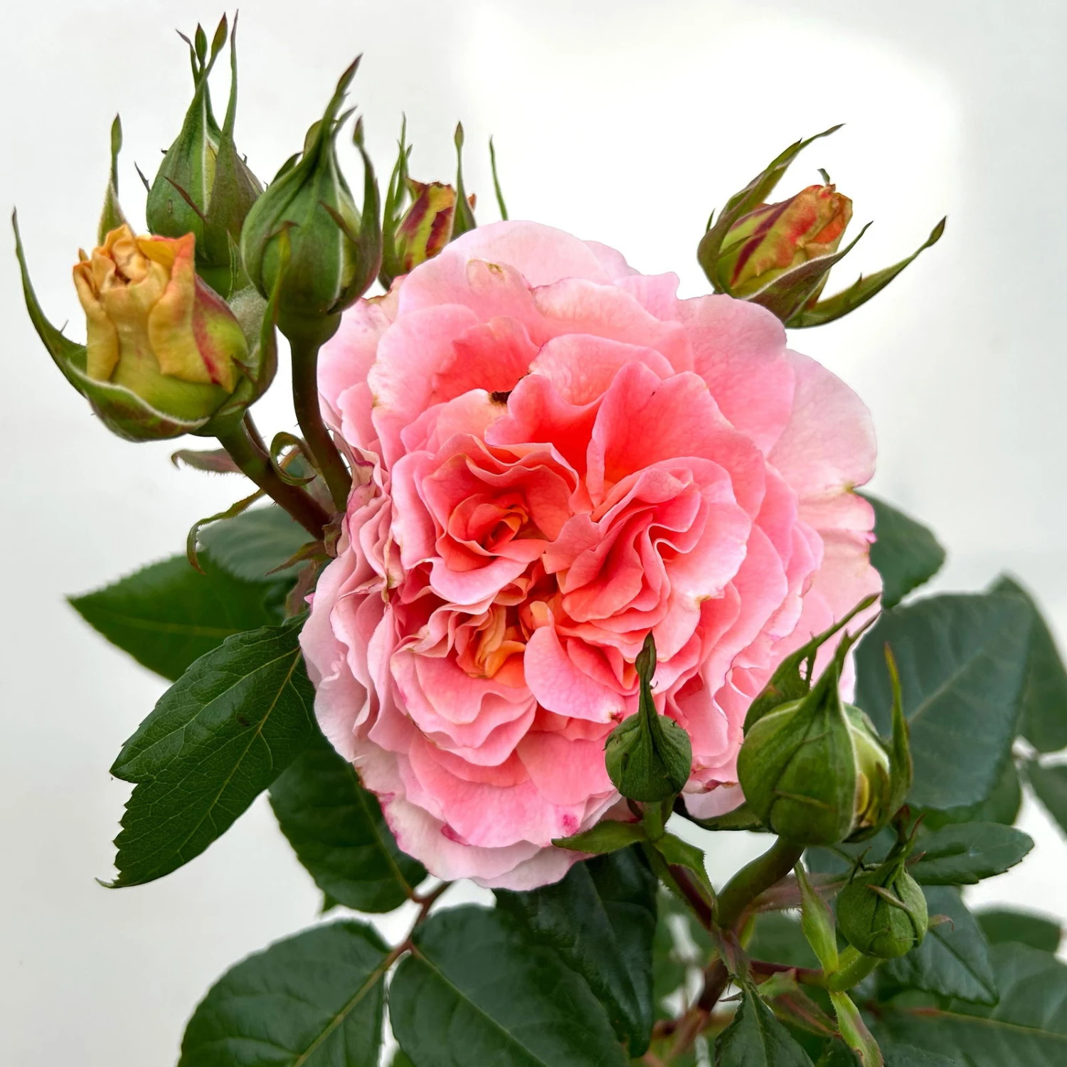 Duftende Edelrose 'Augusta Luise®', Rose-aprikot, Doppelbogen, Topf 7,5 Liter – Bild 7