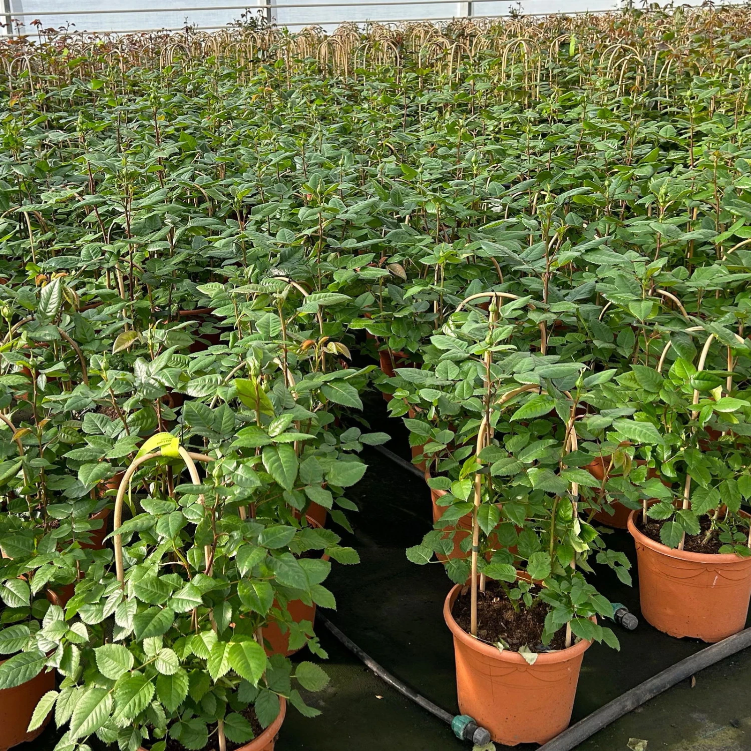 Duftende Edelrose 'Augusta Luise®', Rose-aprikot, Doppelbogen, Topf 7,5 Liter – Bild 6