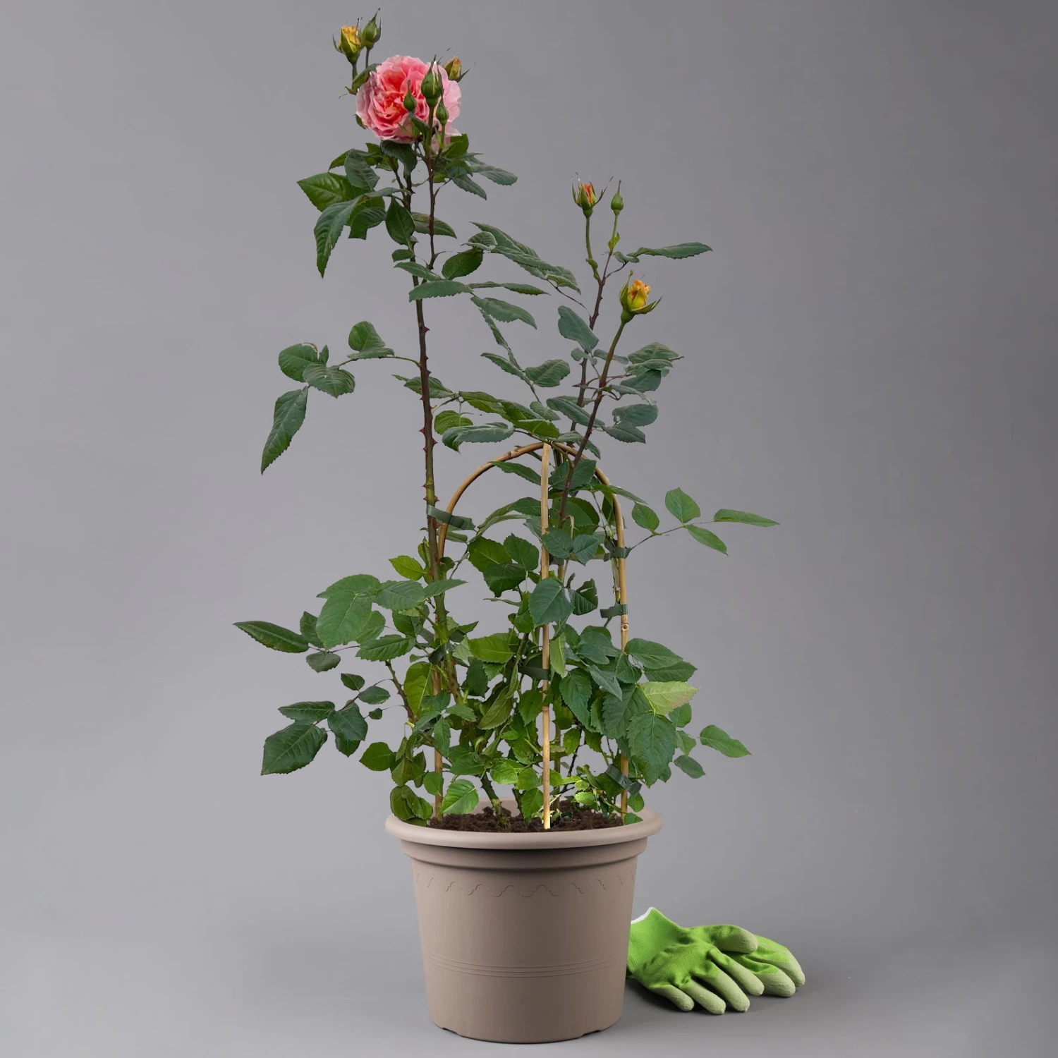 Duftende Edelrose 'Augusta Luise®', Rose-aprikot, Doppelbogen, Topf 7,5 Liter – Bild 4