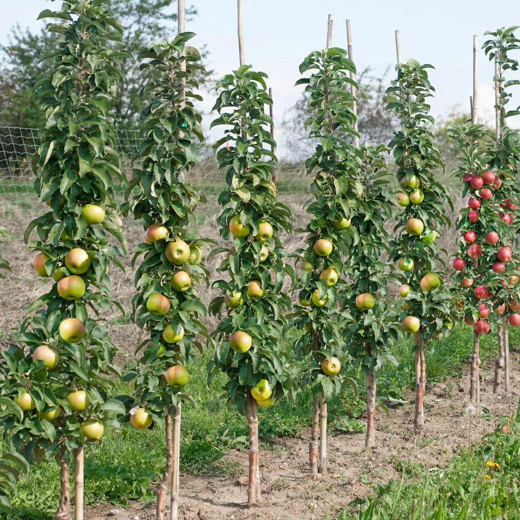 Kölle Bio Säulenapfel 'Greencatsⓢ', Unterlage MM 111, Topf 10 Liter – Bild 2