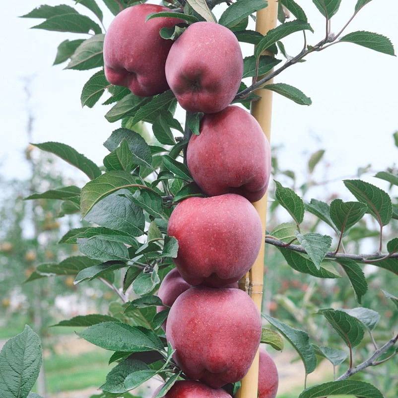 Kölle Bio Säulenapfel 'Sonate'Ⓢ, Unterlage MM 111, Topf 10 Liter