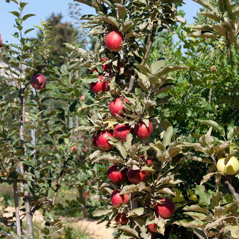 Kölle Bio Säulenapfel 'Redcats'Ⓢ, Unterlage MM 111, Topf 10 Liter