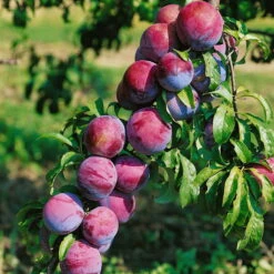 Kölle Bio Säulenmirabelle 'Ruby'®, Topf 10 Liter