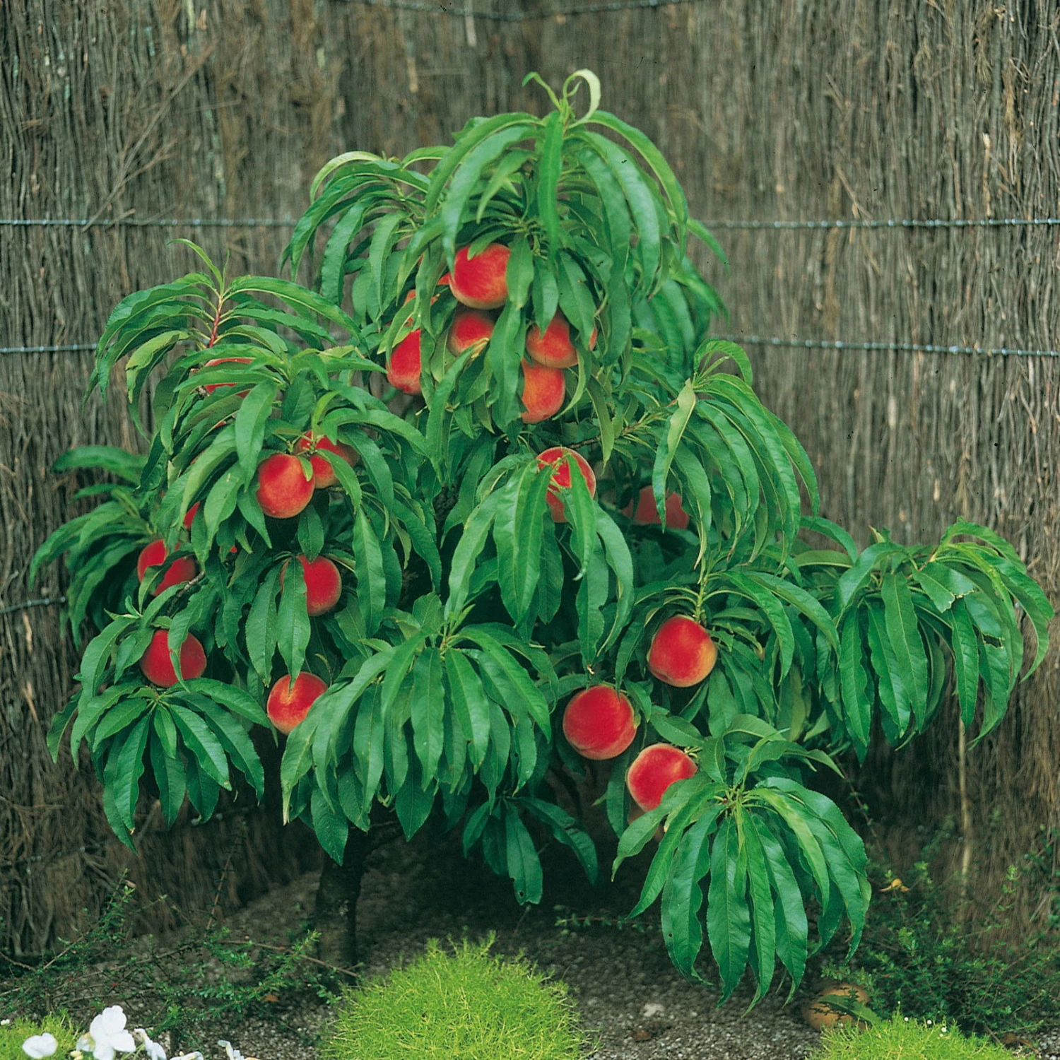 Kölle Bio Zwergpfirsich 'Amber'® Pix ZeeⓈ, Topf 7,5 Liter – Bild 2