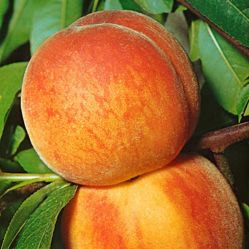 Kölle Bio Zwergpfirsich 'Amber'® Pix ZeeⓈ, Topf 7,5 Liter – Bild 3