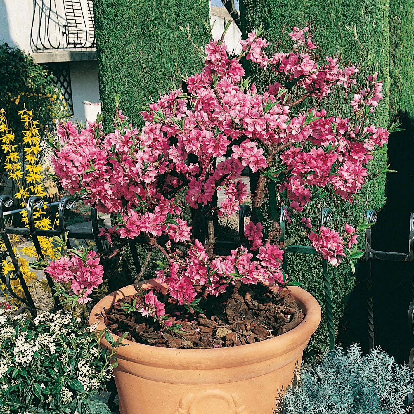 Kölle Bio Zwergpfirsich 'Diamond'® ZaipeviⓈ, Topf 7,5 Liter