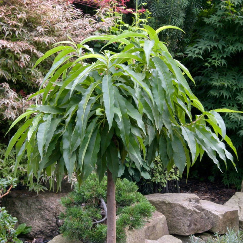 Kölle Bio Zwergpfirsich 'Diamond'® ZaipeviⓈ, Topf 7,5 Liter – Bild 3