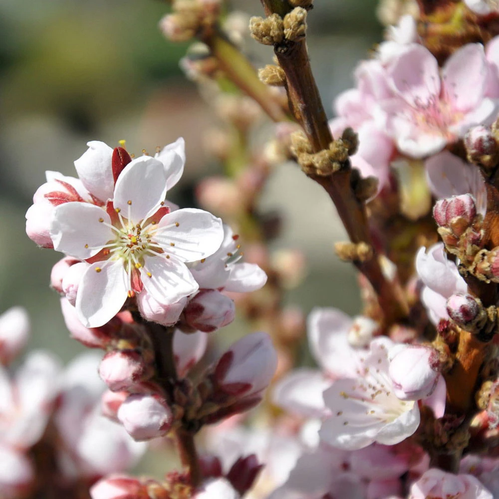 Kölle Bio Zwergpfirsich 'Diamond'® ZaipeviⓈ, Topf 7,5 Liter – Bild 2