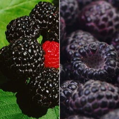 Himbeer-Set 'Dunkle Früchtchen', 4er-Set, Topf Je 2 Liter