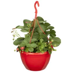 Erdbeere 'Fragoo® Toscana', Frühreif & öftertragend, Ampeltopf-Ø 27 Cm