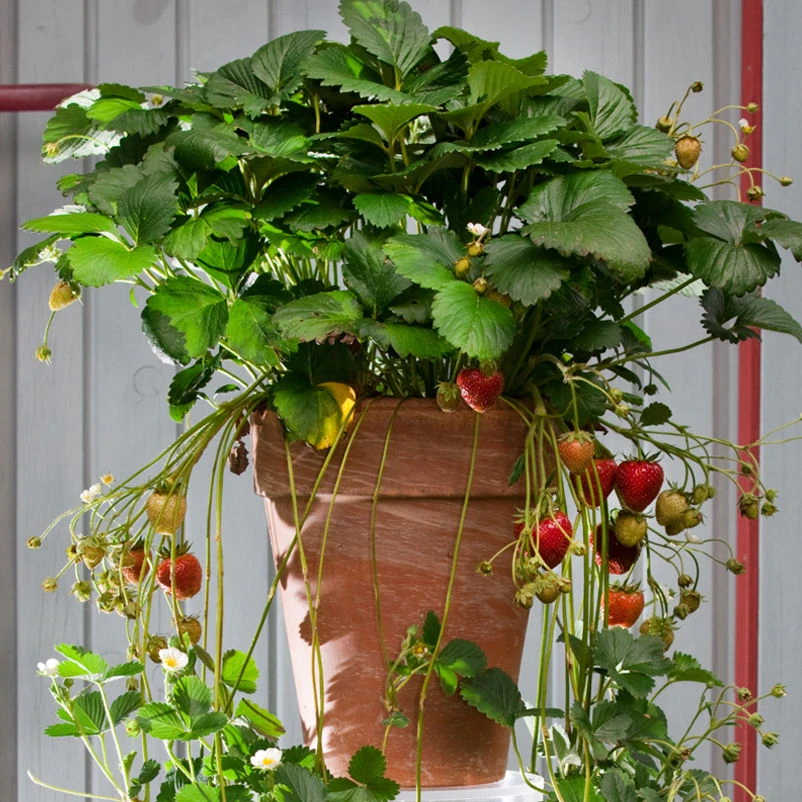 Erdbeere Hummi® "Meraldo", 9 Cm Topf Im 6er Set