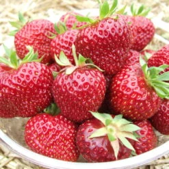 6er-Set Erdbeere Hummi® 'Aroma-Auslese', Je Im 9 Cm Topf