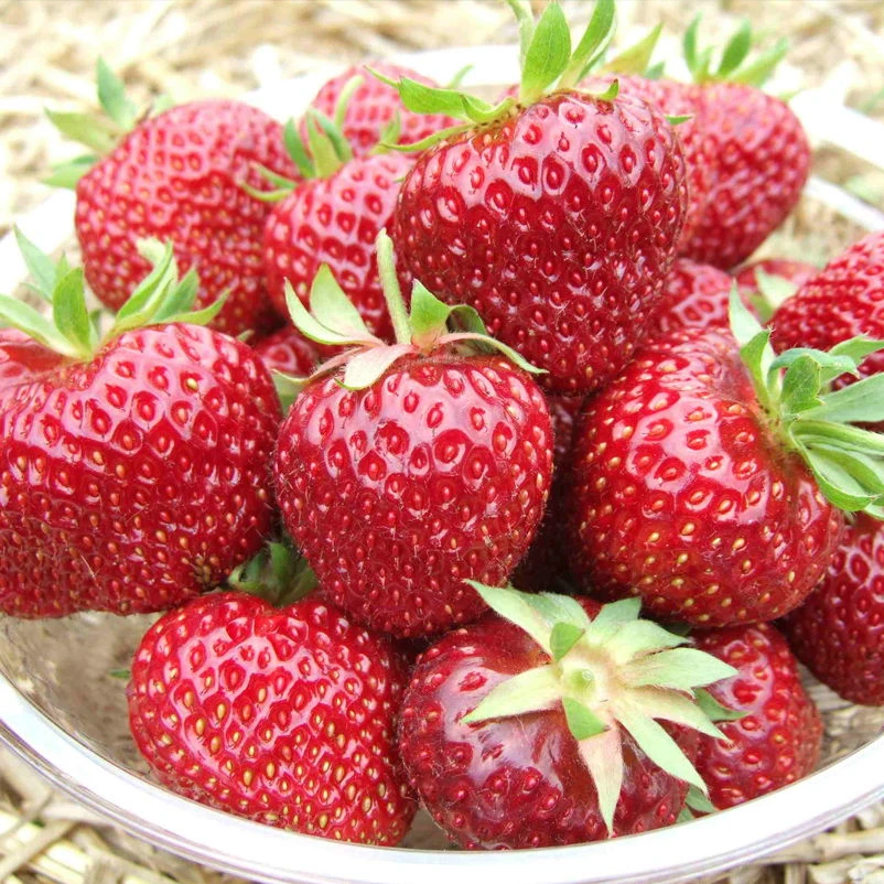 6er-Set Erdbeere Hummi® 'Aroma-Auslese', Je Im 9 Cm Topf