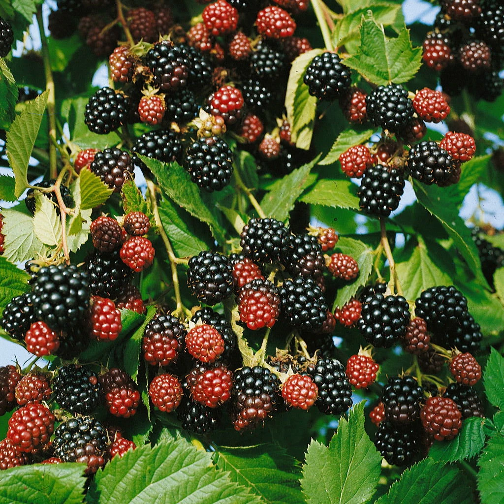 Brombeeren 'Navaho'® Arapaho(s) & 'Black Satin', 4er-Set, Topf Je 2 Liter – Bild 3