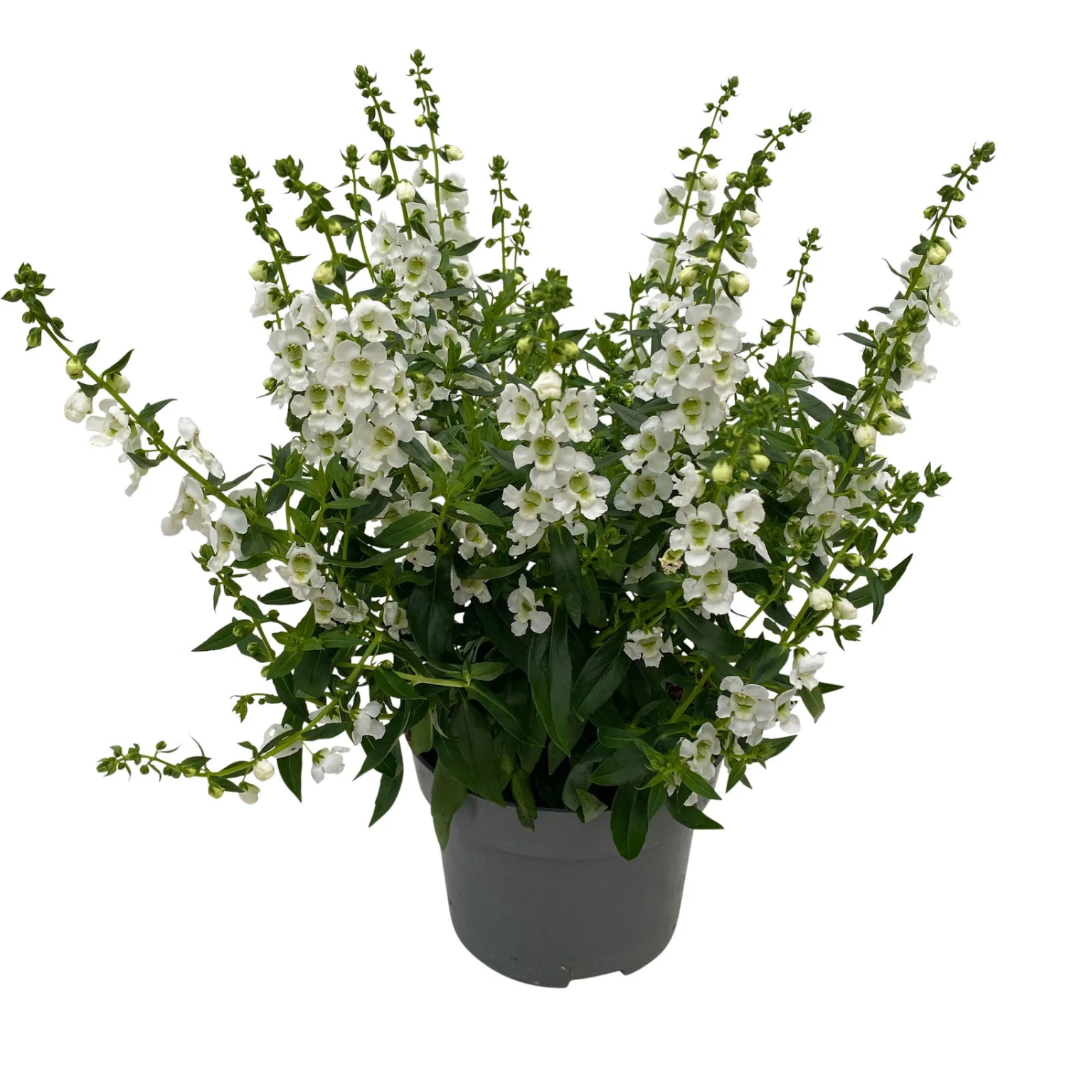 Angelonia Weiß, Topf-Ø 12 Cm, 6er-Set – Bild 2