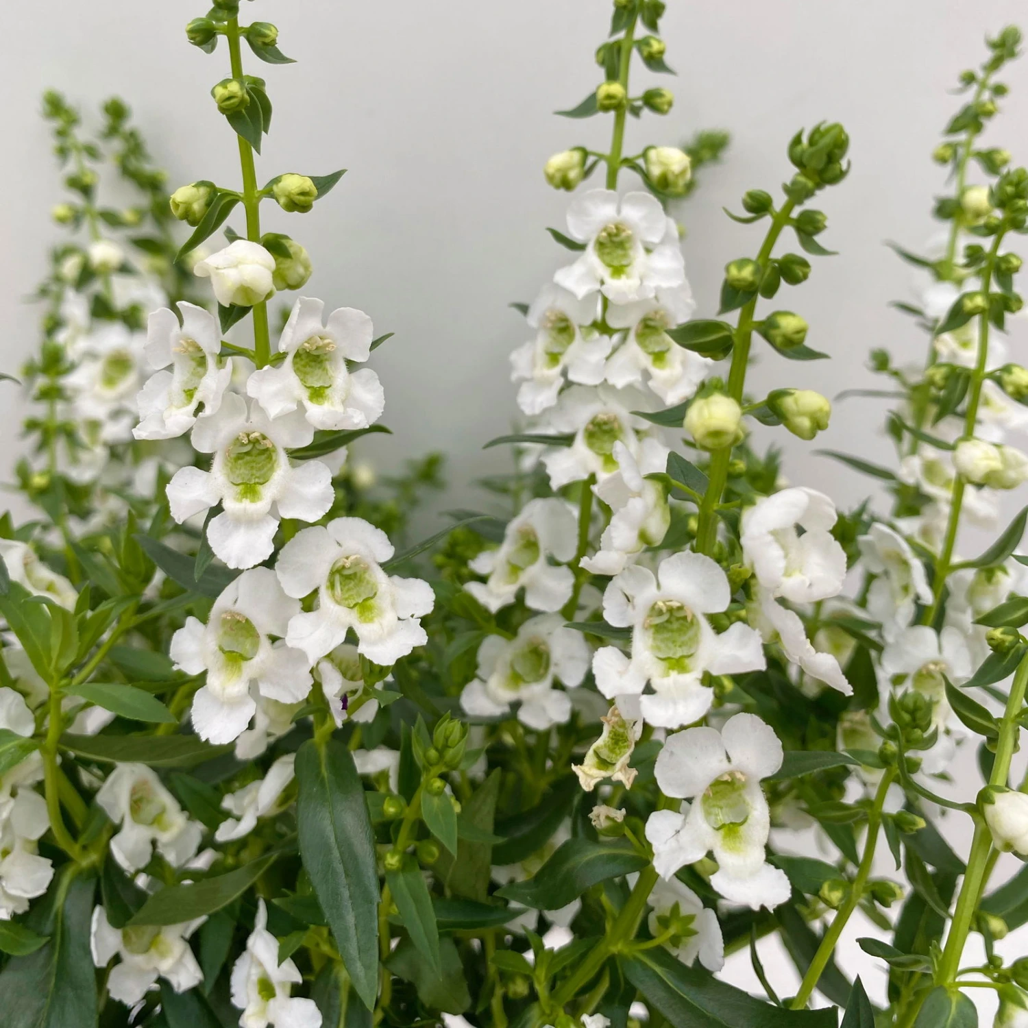 Angelonia Weiß, Topf-Ø 12 Cm, 6er-Set – Bild 4