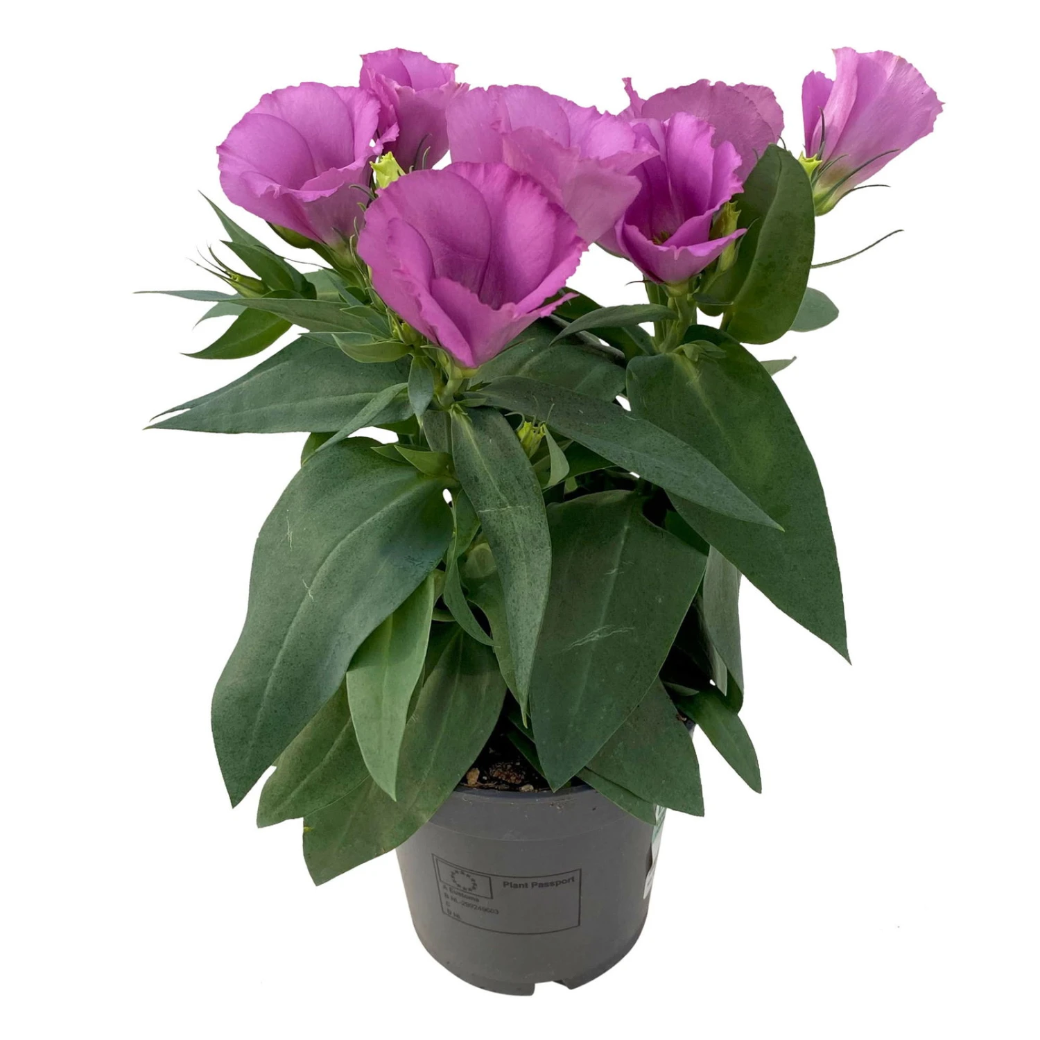 Lisianthus Rosa, Topf-Ø 10,5 Cm, 8er-Set – Bild 2