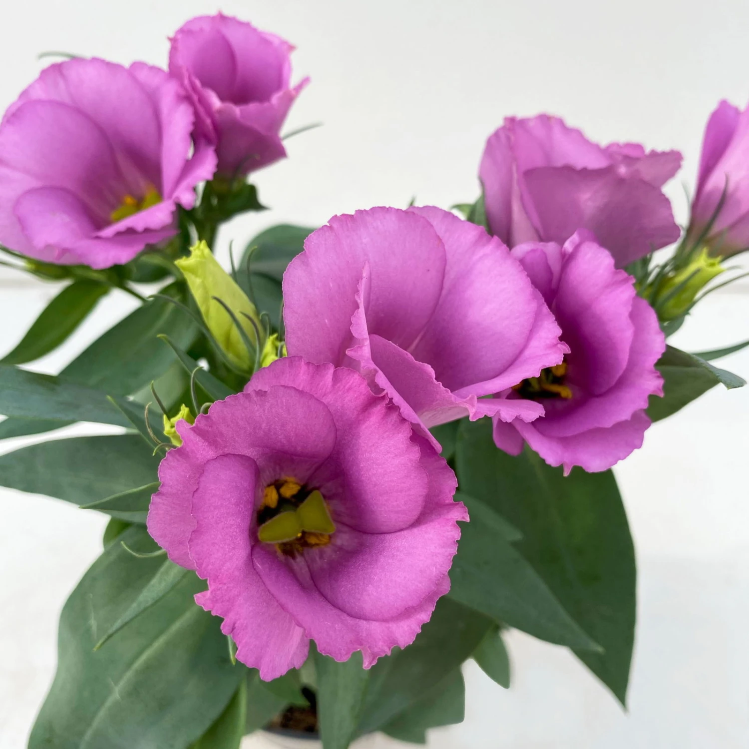 Lisianthus Rosa, Topf-Ø 10,5 Cm, 8er-Set – Bild 4
