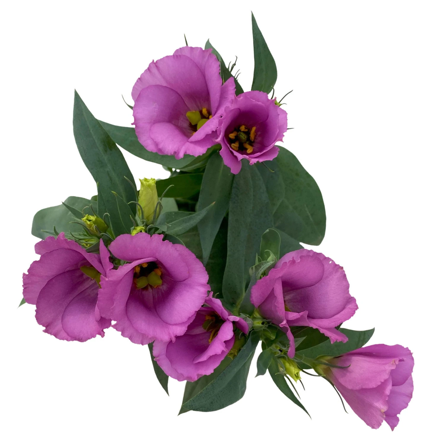 Lisianthus Rosa, Topf-Ø 10,5 Cm, 8er-Set – Bild 3