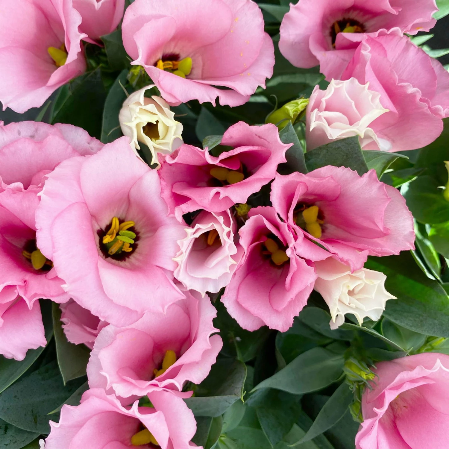 Lisianthus Rosa, Topf-Ø 10,5 Cm, 8er-Set – Bild 8