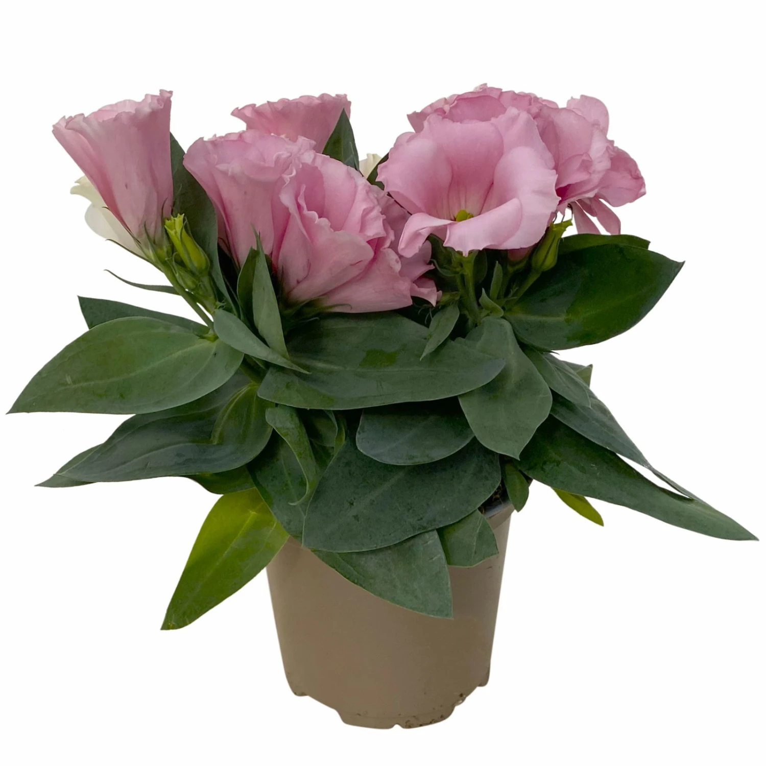 Lisianthus Rosa, Topf-Ø 10,5 Cm, 8er-Set – Bild 6