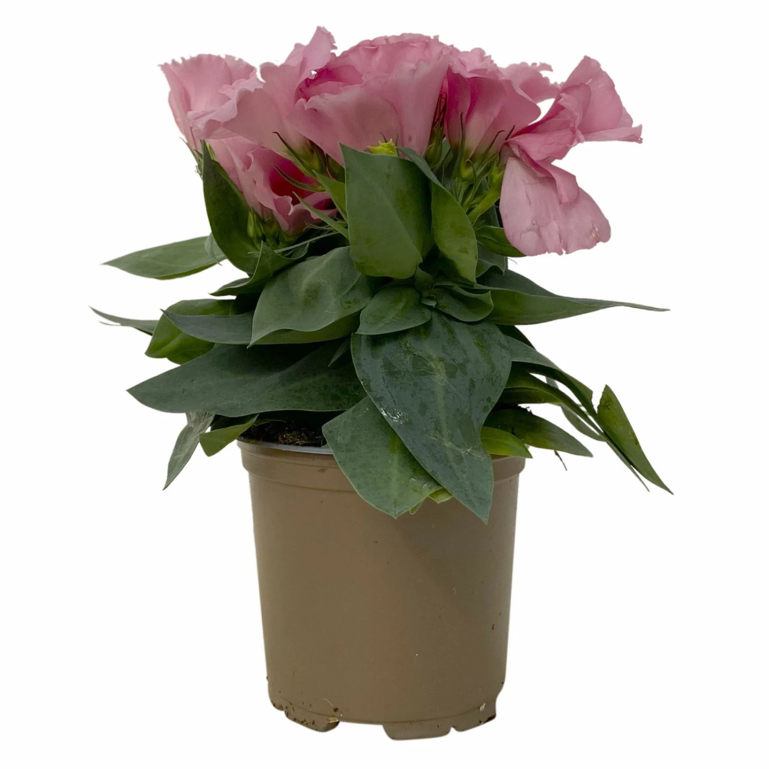 Lisianthus Rosa, Topf-Ø 10,5 Cm, 8er-Set – Bild 5