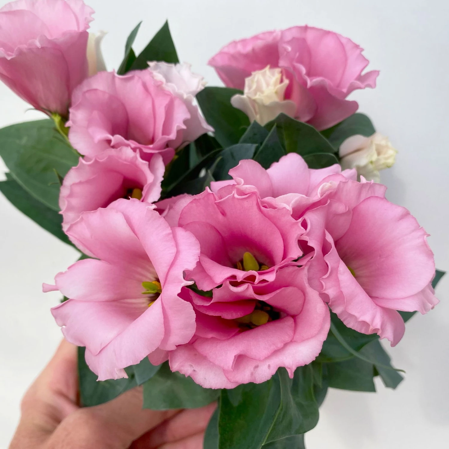 Lisianthus Rosa, Topf-Ø 10,5 Cm, 8er-Set – Bild 9