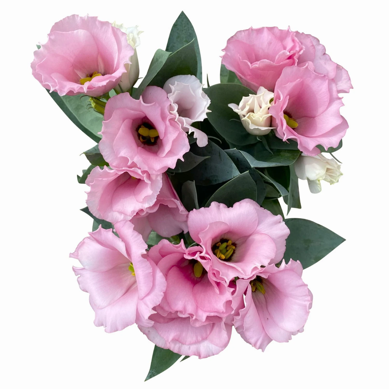 Lisianthus Rosa, Topf-Ø 10,5 Cm, 8er-Set – Bild 7