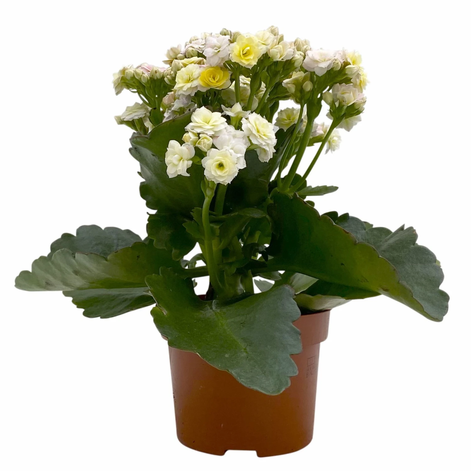Kalanchoe 'Mozaic', Wechselfarbig, Topf-Ø 12 Cm, Höhe Ca. 22 Cm, 6er-Set – Bild 3