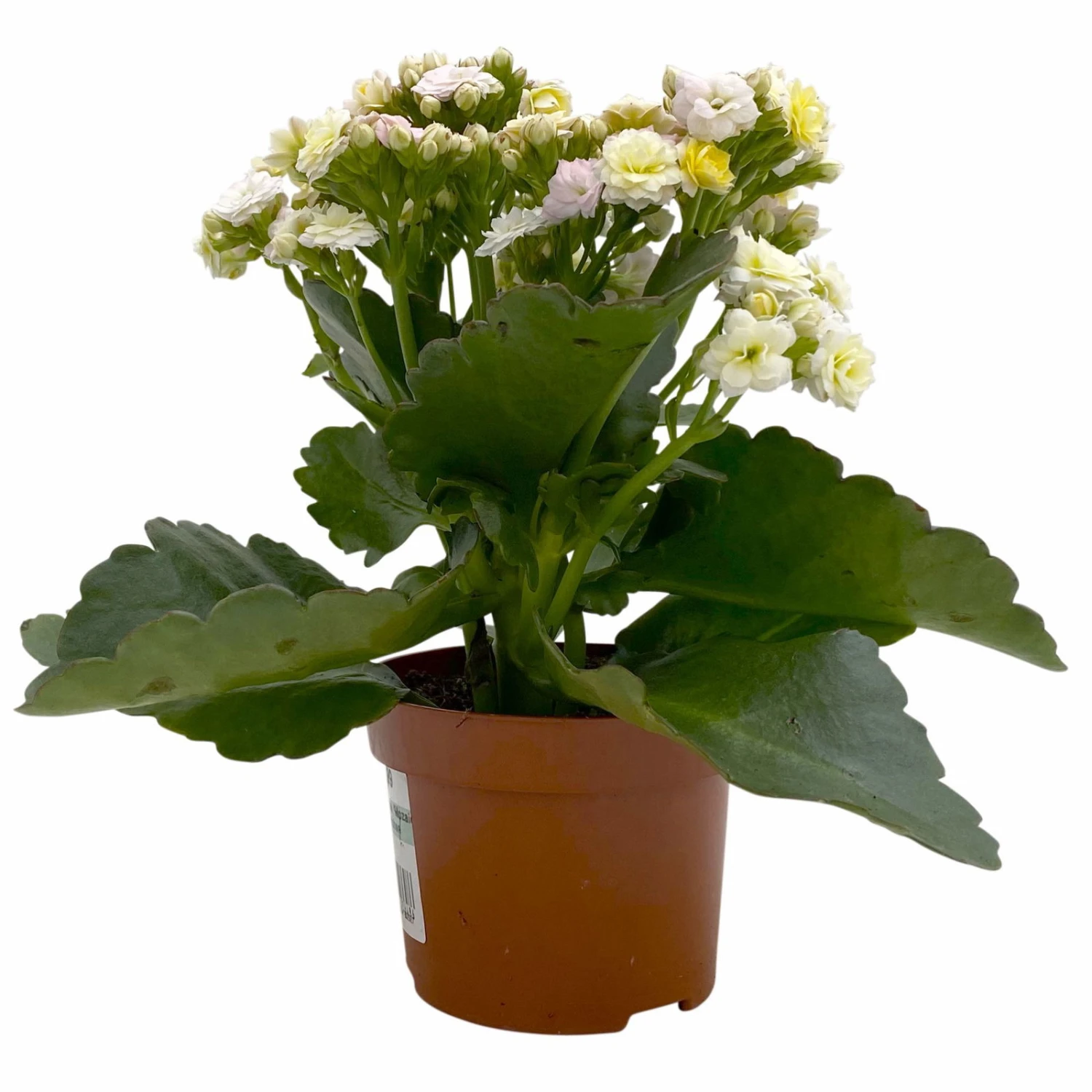 Kalanchoe 'Mozaic', Wechselfarbig, Topf-Ø 12 Cm, Höhe Ca. 22 Cm, 6er-Set – Bild 4