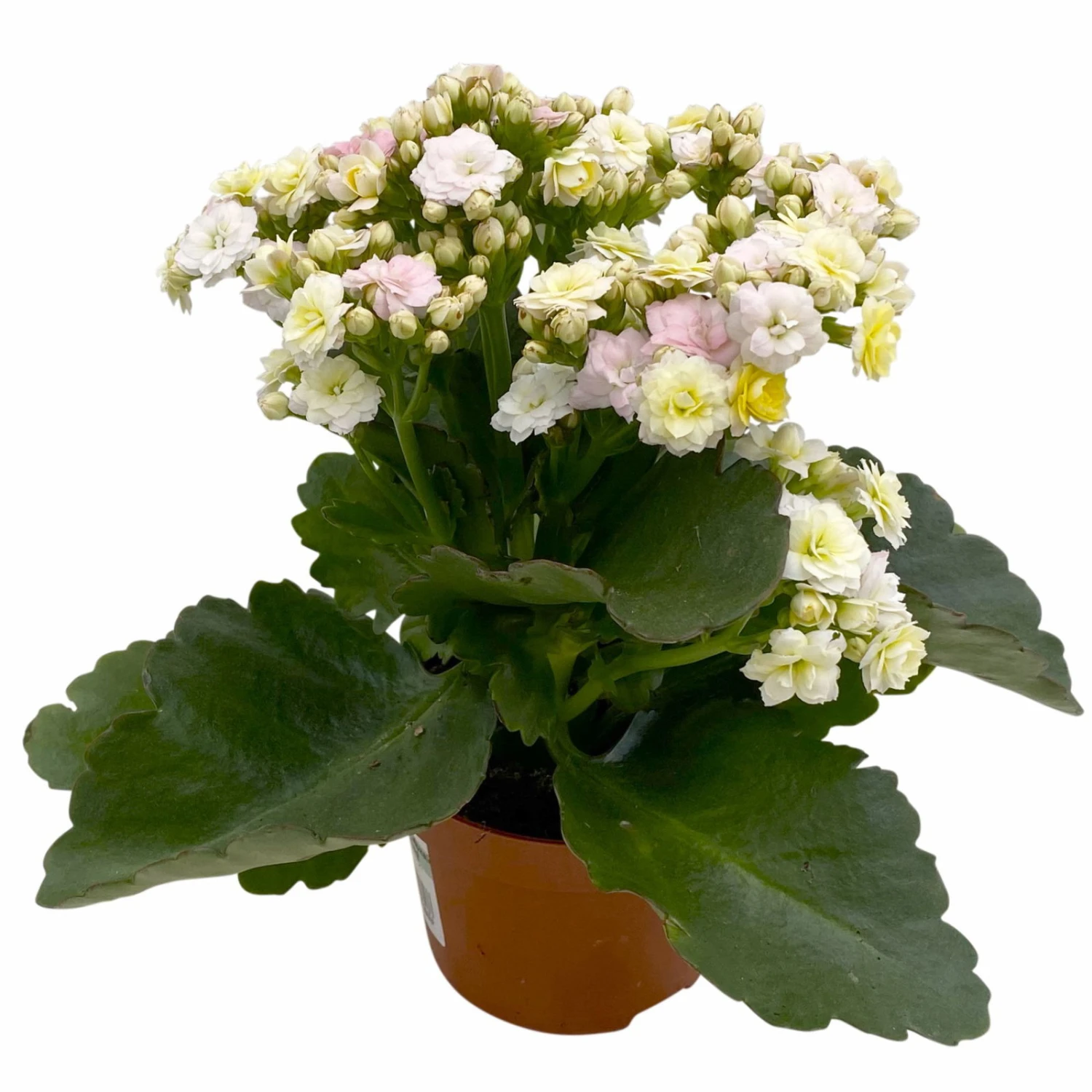 Kalanchoe 'Mozaic', Wechselfarbig, Topf-Ø 12 Cm, Höhe Ca. 22 Cm, 6er-Set – Bild 2