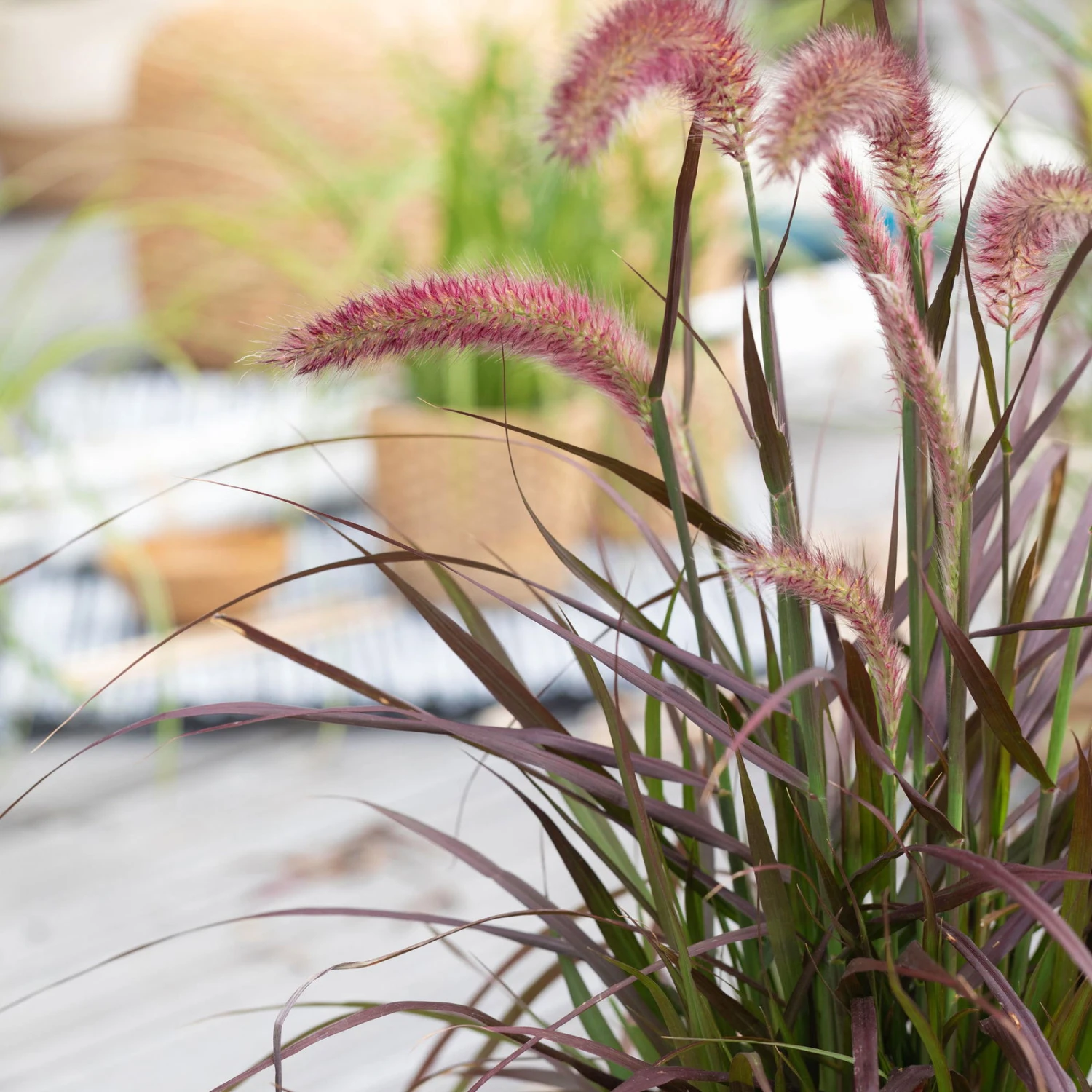 Lampenputzergras 'Sky Rocket' Mit Mühlenbeckia, Topf-Ø 23 Cm – Bild 3