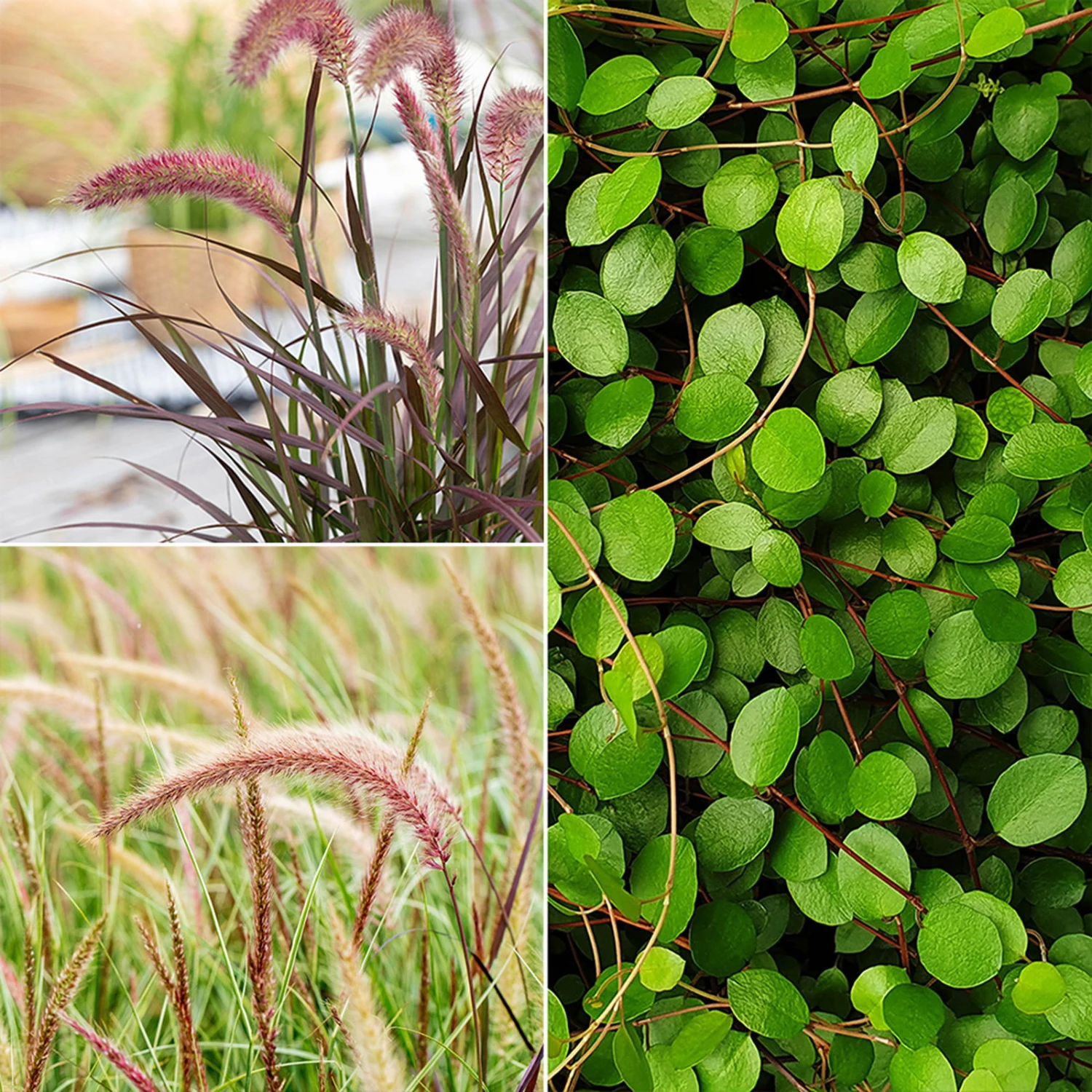 Lampenputzergras 'Sky Rocket' Mit Mühlenbeckia, Topf-Ø 23 Cm