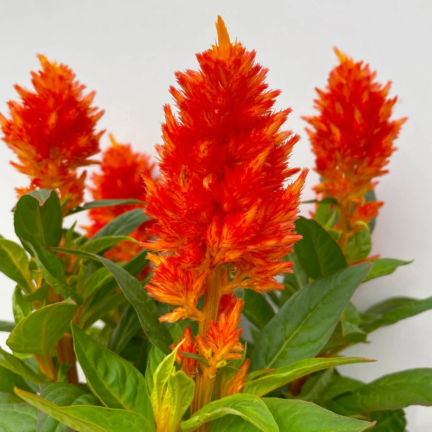 Celosia 'Kelos Fire Orange' Orange, Topf-Ø 17 Cm, 2er-Set – Bild 5