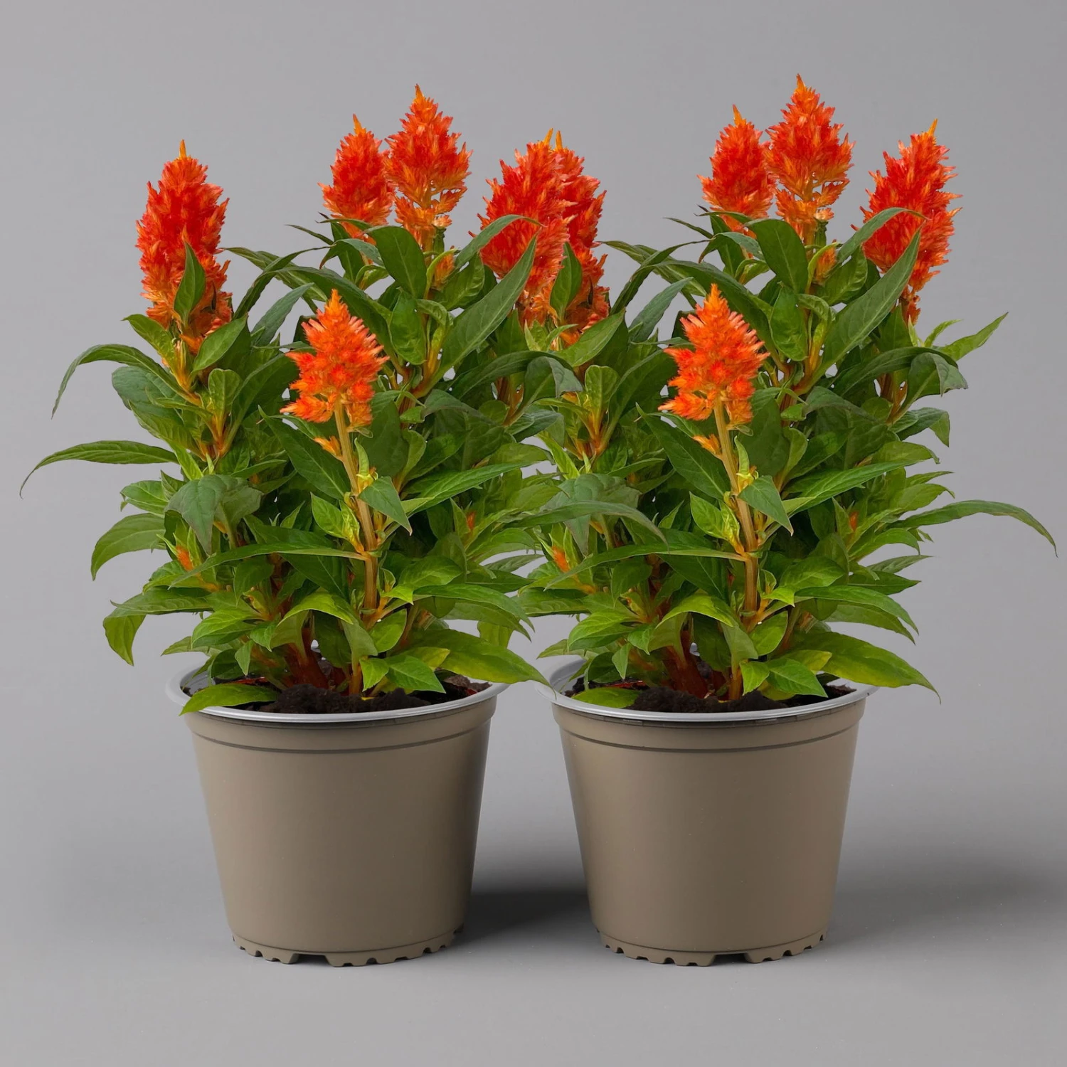 Celosia 'Kelos Fire Orange' Orange, Topf-Ø 17 Cm, 2er-Set – Bild 2
