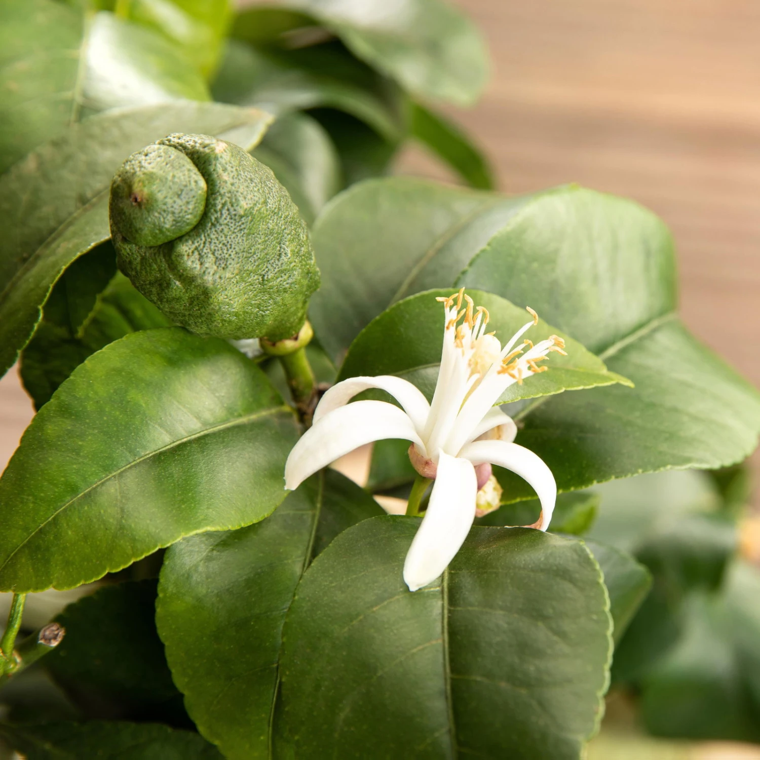 Zitronenbaum, Stamm, Topf-Ø 55 Cm, Höhe Ca. 180 Cm – Bild 3