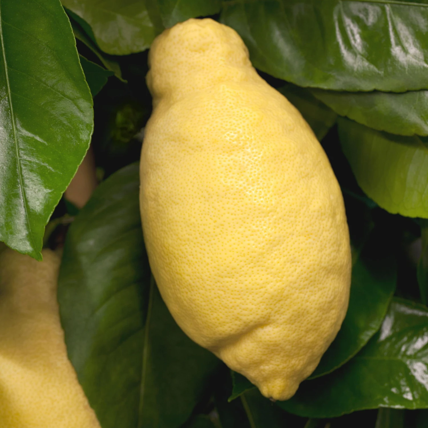 Zitronenbaum, Stamm, Topf-Ø 55 Cm, Höhe Ca. 180 Cm – Bild 2