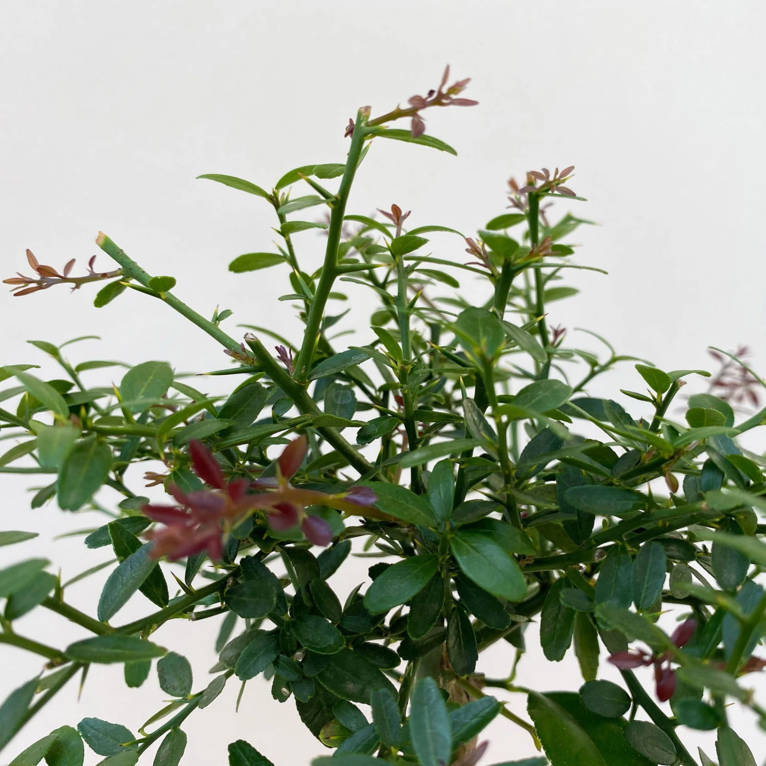 Fingerlimette, Topf-Ø 15 Cm, Höhe Ca. 40 Cm – Bild 4